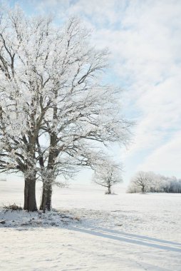 Kudretli meşe ağacı, karla kaplı tarla, taze karda insan izleri. Orman çayırı. Saf güneş ışığı. Kış Harikalar Diyarı. Ekoloji, eko turizm, çevre koruma, noel tatilleri, kayak