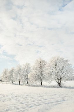 Karla kaplı ağaçlar. Saf güneş ışığı, açık mavi gökyüzü. Kış Harikalar Diyarı. Ekoloji, eko turizm, çevre koruma, Noel tatilleri