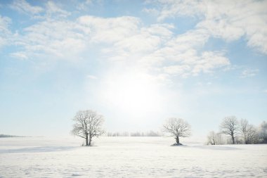 Kudretli meşe ağacı, karla kaplı tarla, taze karda insan izleri. Orman çayırı. Saf güneş ışığı. Kış Harikalar Diyarı. Ekoloji, eko turizm, çevre koruma, noel tatilleri, kayak