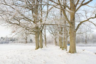 Kırsal alanda, karla kaplı tarlaların içinden geçen köy yolu. Arabadan görüntü. Kar sürükleniyor. Avrupa. Doğa, Noel tatilleri, uzak yerler, kış lastikleri, tehlikeli sürüş konsepti
