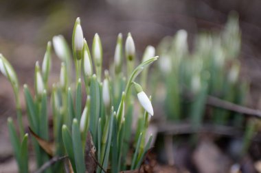 Ormanda küçük kır çiçekleri (Galanthus). Çiçek tomurcuğu. Kış sıcağı, Avrupa 'nın ilkbaharı. Saflığın, huzurun, sevincin sembolü. Başlangıç olarak, Paskalya konsepti. Doğa, çevre, ekoloji