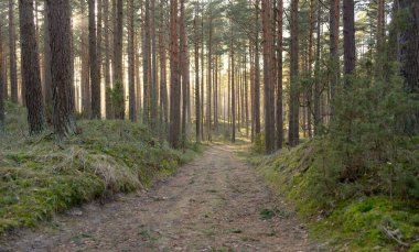 Görkemli Evergreen Ormanı 'ndan geçen yol. Güçlü çam ve çam ağaçları. Yumuşak günbatımı ışığı. Baharın başında. Saf doğa. Ekoloji, doğa yürüyüşü, sağlıklı yaşam tarzı kavramları