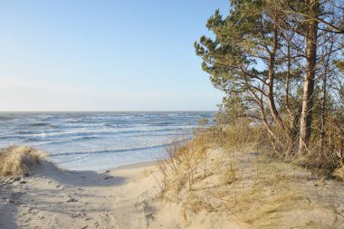 Fırtınadan sonra Baltık Denizi. Kum tepeleri, altın kum tepecikleri, yemyeşil çam ormanı. Resimli manzara, deniz manzarası, doğa. Panoramik manzara. Ekoloji, eko turizm, yürüyüş kavramları