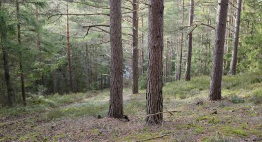 Görkemli Evergreen Ormanı. Güçlü çam ve çam ağaçları, yosun, eğrelti otu, bitkiler. Yumuşak güneş ışığı. Baharın başında. Saf doğa. Ekoloji, yürüyüş, temiz hava, sağlıklı yaşam tarzı kavramları.