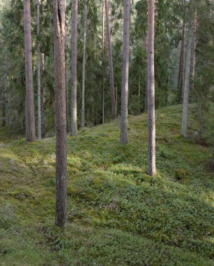 Görkemli Evergreen Ormanı. Güçlü çam ve çam ağaçları, yosun, eğrelti otu, bitkiler. Yumuşak güneş ışığı. Baharın başında. Saf doğa. Ekoloji, yürüyüş, temiz hava, sağlıklı yaşam tarzı kavramları.