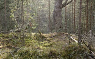 Görkemli Evergreen Ormanı. Güçlü çam ve çam ağaçları, yosun, eğrelti otu, bitkiler. Yumuşak güneş ışığı. Baharın başında. Saf doğa. Ekoloji, yürüyüş, temiz hava, sağlıklı yaşam tarzı kavramları.