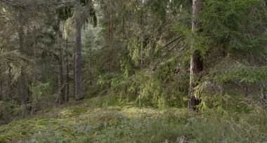 Görkemli Evergreen Ormanı. Güçlü çam ve çam ağaçları, yosun, eğrelti otu, bitkiler. Yumuşak güneş ışığı. Baharın başında. Saf doğa. Ekoloji, yürüyüş, temiz hava, sağlıklı yaşam tarzı kavramları.