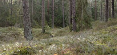 Görkemli Evergreen Ormanı. Güçlü çam ve çam ağaçları, yosun, eğrelti otu, bitkiler. Yumuşak güneş ışığı. Baharın başında. Saf doğa. Ekoloji, yürüyüş, temiz hava, sağlıklı yaşam tarzı kavramları.