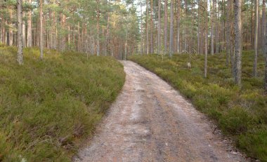 Görkemli yemyeşil ormanın içinden geçen yol (kırsal yol). Güçlü çam ve çam ağaçları, yosun, eğrelti otu, bitkiler. Yumuşak ışık. Baharın başında. Saf doğa. Ekoloji, yürüyüş, temiz hava, sağlıklı yaşam tarzı.