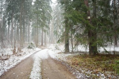 Bulutlu bir kış gününde görkemli karla kaplı Evergreen ormanında (kırsal yol, doğal tünel) yol. Güçlü çam ve çam ağaçları. Kar tepeleri, kar fırtınası. Noel tatilleri, eko-turizm