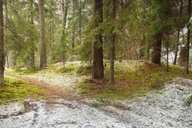 Karla kaplı çam ağacı ormanı. Kar fırtınası. Her daim yeşil olan ağaçlar. Karanlık atmosferik manzara. Idyllic kırsal kesim. Kış Harikalar Diyarı. Panoramik manzara. Saf doğa, eko-turizm.