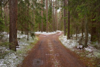 Görkemli karla kaplı Evergreen ormanının içinden geçen yol. Güçlü çam ve çam ağaçları. İlk kar, kışın başında. Doğa, mevsimler, eko-turizm
