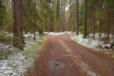 Görkemli karla kaplı Evergreen ormanının içinden geçen yol. Güçlü çam ve çam ağaçları. İlk kar, kışın başında. Doğa, mevsimler, eko-turizm