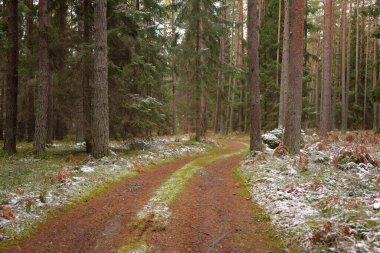 Görkemli karla kaplı Evergreen ormanının içinden geçen yol. Güçlü çam ve çam ağaçları. İlk kar, kışın başında. Doğa, mevsimler, eko-turizm