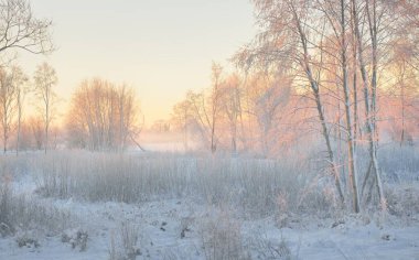 Güneş doğarken, karla kaplı, yemyeşil bir ormanın atmosferik manzarası. Saf altın güneş ışığı. Güçlü ağaçlar, ağaç kütükleri, kar tepeleri. Kış Harikalar Diyarı. Mevsimler, ekoloji, eko-turizm, Noel tatilleri