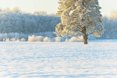 Güçlü çam ağaçları, karla kaplı tarlalar, taze karda insan izleri. Saf güneş ışığı. Kış Harikalar Diyarı. Ekoloji, eko-turizm, çevre koruma, noel tatilleri, kayak
