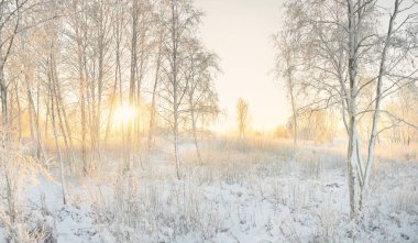 Güneş doğarken, karla kaplı, yemyeşil bir ormanın atmosferik manzarası. Saf altın güneş ışığı. Güçlü ağaçlar, ağaç kütükleri, kar tepeleri. Kış Harikalar Diyarı. Mevsimler, ekoloji, eko-turizm, Noel tatilleri