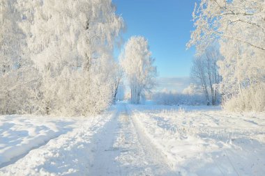 Güneşli bir günde karla kaplı orman parkına giden yol. Güçlü ağaçlar, don, yumuşak güneş ışığı. Kış Harikalar Diyarı. Idyllic manzara. Noel tatilleri, eko turizm, yürüyüş, kayak temaları