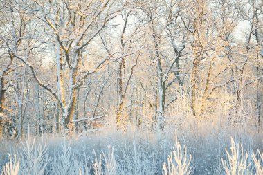 Güneş doğarken, karla kaplı, yemyeşil bir ormanın atmosferik manzarası. Saf altın güneş ışığı. Güçlü ağaçlar, ağaç kütükleri, kar tepeleri. Kış Harikalar Diyarı. Mevsimler, ekoloji, eko-turizm, Noel tatilleri