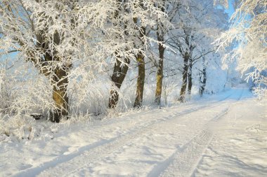 Güneşli bir günde karla kaplı orman parkına giden yol. Güçlü ağaçlar, don, yumuşak güneş ışığı. Kış Harikalar Diyarı. Idyllic manzara. Noel tatilleri, eko turizm, yürüyüş, kayak temaları