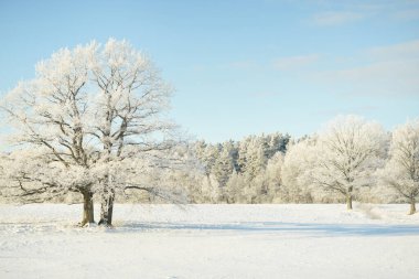 Kudretli meşe ağacı, karla kaplı tarla, taze karda insan izleri. Orman çayırı. Saf güneş ışığı. Kış Harikalar Diyarı. Ekoloji, eko turizm, çevre koruma, noel tatilleri, kayak