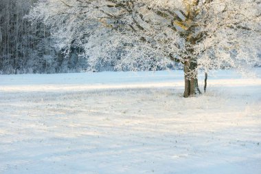 Kudretli meşe ağacı, karla kaplı tarla, taze karda insan izleri. Orman çayırı. Saf güneş ışığı. Kış Harikalar Diyarı. Ekoloji, eko turizm, çevre koruma, noel tatilleri, kayak