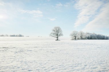Kudretli meşe ağacı, karla kaplı tarla, taze karda insan izleri. Orman çayırı. Saf güneş ışığı. Kış Harikalar Diyarı. Ekoloji, eko turizm, çevre koruma, noel tatilleri, kayak