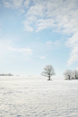 Kudretli meşe ağacı, karla kaplı tarla, taze karda insan izleri. Orman çayırı. Saf güneş ışığı. Kış Harikalar Diyarı. Ekoloji, eko turizm, çevre koruma, noel tatilleri, kayak