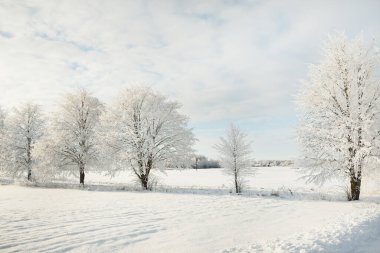 Karla kaplı ağaçlar. Saf güneş ışığı, açık mavi gökyüzü. Kış Harikalar Diyarı. Ekoloji, eko turizm, çevre koruma, Noel tatilleri
