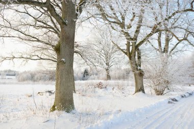 Kırsal alanda, karla kaplı tarlaların içinden geçen köy yolu. Arabadan görüntü. Kar sürükleniyor. Avrupa. Doğa, Noel tatilleri, uzak yerler, kış lastikleri, tehlikeli sürüş konsepti