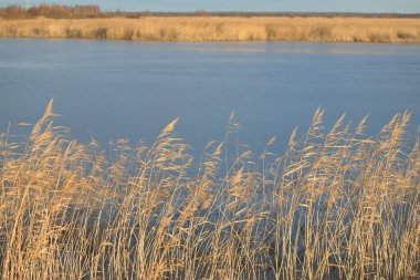 Gün batımında Mavi Orman Gölü 'nün (nehir) panoramik manzarası. Yumuşak güneş ışığı, berrak gökyüzü, suya yansıyan yansımalar. Altın boğa. Baharın başında. Idyllic manzara. Doğa, çevre, ekoloji, eko-turizm