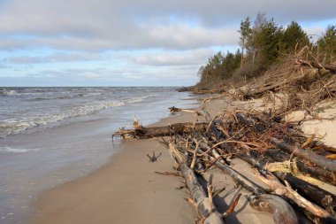 Fırtınadan sonra Baltık kıyıları. Kum tepeleri, yemyeşil orman, devrilmiş çam ağaçları, ağaç gövdeleri, kökler. Hava kararsız. Kış, ilkbahar erken. Doğa, iklim değişikliği, çevre koruma, ekoloji