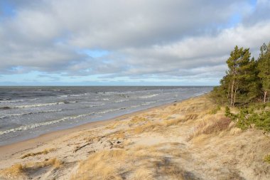 Fırtınadan sonra Baltık Denizi. Kum tepeleri, altın kum tepeleri, görkemli yeşil çam ormanları. Resimli manzara, deniz manzarası, doğa. Panoramik manzara. Ekoloji, eko turizm, yürüyüş kavramları
