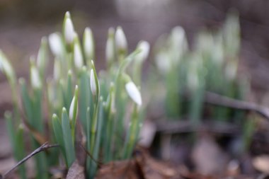Ormanda küçük kır çiçekleri (Galanthus). Çiçek tomurcuğu. Kış sıcağı, Avrupa 'nın ilkbaharı. Saflığın, huzurun, sevincin sembolü. Başlangıç olarak, Paskalya konsepti. Doğa, çevre, ekoloji