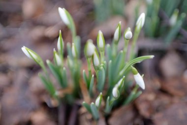 Ormanda küçük kır çiçekleri (Galanthus). Çiçek tomurcuğu. Kış sıcağı, Avrupa 'nın ilkbaharı. Saflığın, huzurun, sevincin sembolü. Başlangıç olarak, Paskalya konsepti. Doğa, çevre, ekoloji