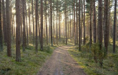 Görkemli Evergreen Ormanı 'ndan geçen yol. Güçlü çam ve çam ağaçları. Yumuşak günbatımı ışığı. Baharın başında. Saf doğa. Ekoloji, doğa yürüyüşü, sağlıklı yaşam tarzı kavramları