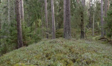 Görkemli Evergreen Ormanı. Güçlü çam ve çam ağaçları, yosun, eğrelti otu, bitkiler. Yumuşak güneş ışığı. Baharın başında. Saf doğa. Ekoloji, yürüyüş, temiz hava, sağlıklı yaşam tarzı kavramları.