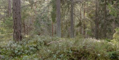 Görkemli Evergreen Ormanı. Güçlü çam ve çam ağaçları, yosun, eğrelti otu, bitkiler. Yumuşak güneş ışığı. Baharın başında. Saf doğa. Ekoloji, yürüyüş, temiz hava, sağlıklı yaşam tarzı kavramları.