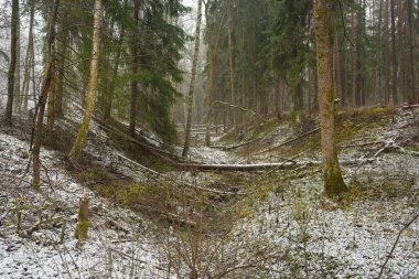 Karla kaplı tepeden geçen yol görkemli yeşil bir orman, güçlü çam ve çam ağaçları, ağaç kütükleri, yosunlar, bitkiler. Atmosferik kış sahnesi. Doğa, eko-turizm