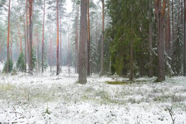 Karla kaplı çam ağacı ormanı. Kar fırtınası. Her daim yeşil olan ağaçlar. Karanlık atmosferik manzara. Idyllic kırsal kesim. Kış Harikalar Diyarı. Panoramik manzara. Saf doğa, eko-turizm.