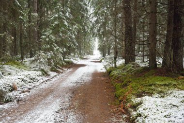 Bulutlu bir kış gününde görkemli karla kaplı Evergreen ormanında (kırsal yol, doğal tünel) yol. Güçlü çam ve çam ağaçları. Kar tepeleri, kar fırtınası. Noel tatilleri, eko-turizm