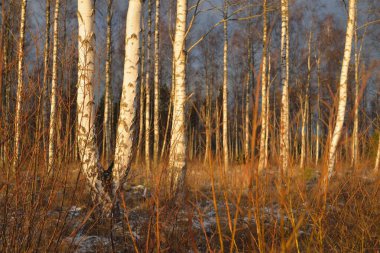 Gün batımında huş ağacı ormanı. Güçlü ağaçlar. İlk kar, kışın başında. Yumuşak güneş ışığı. Doğa, mevsimler, eko-turizm