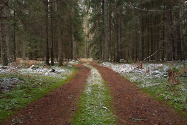 Görkemli karla kaplı Evergreen ormanının içinden geçen yol. Güçlü çam ve çam ağaçları. İlk kar, kışın başında. Doğa, mevsimler, eko-turizm