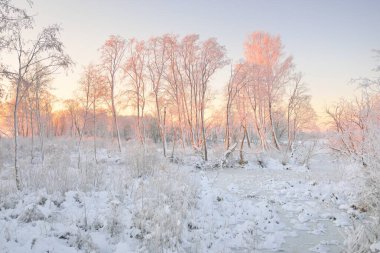 Güneş doğarken, karla kaplı, yemyeşil bir ormanın atmosferik manzarası. Saf altın güneş ışığı. Güçlü ağaçlar, ağaç kütükleri, kar tepeleri. Kış Harikalar Diyarı. Mevsimler, ekoloji, eko-turizm, Noel tatilleri