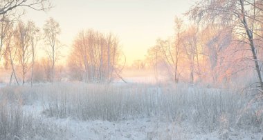 Güneş doğarken, karla kaplı, yemyeşil bir ormanın atmosferik manzarası. Saf altın güneş ışığı. Güçlü ağaçlar, ağaç kütükleri, kar tepeleri. Kış Harikalar Diyarı. Mevsimler, ekoloji, eko-turizm, Noel tatilleri