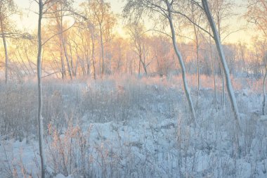 Güneş doğarken, karla kaplı, yemyeşil bir ormanın atmosferik manzarası. Saf altın güneş ışığı. Güçlü ağaçlar, ağaç kütükleri, kar tepeleri. Kış Harikalar Diyarı. Mevsimler, ekoloji, eko-turizm, Noel tatilleri