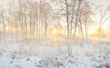 Güneş doğarken, karla kaplı, yemyeşil bir ormanın atmosferik manzarası. Saf altın güneş ışığı. Güçlü ağaçlar, ağaç kütükleri, kar tepeleri. Kış Harikalar Diyarı. Mevsimler, ekoloji, eko-turizm, Noel tatilleri