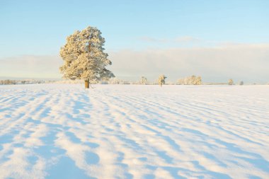 Güçlü çam ağaçları, karla kaplı tarlalar, taze karda insan izleri. Saf güneş ışığı. Kış Harikalar Diyarı. Ekoloji, eko-turizm, çevre koruma, noel tatilleri, kayak
