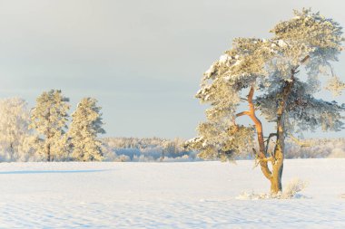 Güçlü çam ağaçları, karla kaplı tarlalar, taze karda insan izleri. Saf güneş ışığı. Kış Harikalar Diyarı. Ekoloji, eko-turizm, çevre koruma, noel tatilleri, kayak
