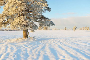 Güçlü çam ağaçları, karla kaplı tarlalar, taze karda insan izleri. Saf güneş ışığı. Kış Harikalar Diyarı. Ekoloji, eko-turizm, çevre koruma, noel tatilleri, kayak